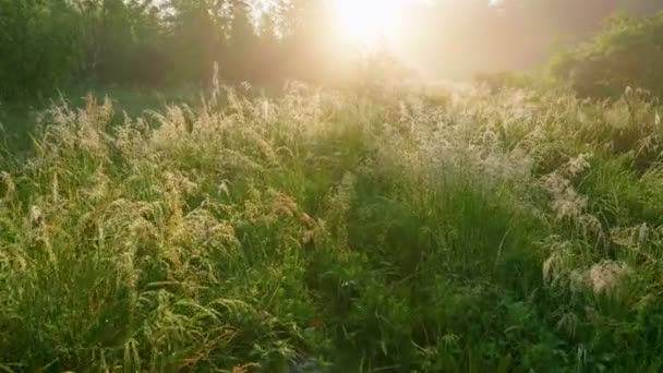 太陽に向かって背の高い草の緑の草原を歩く。晴れた夏の朝。草の上の水滴、光霧と朝の太陽。休息の場所、強さ。自然の中で騒々しい都市の後に休息 — ストック動画
