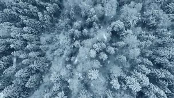 Los copos de nieve caen en los árboles cubiertos de nieve en el bosque de invierno en las montañas. Paisaje natural de invierno. Foto aérea de bosque congelado mixto. Vista de arriba hacia abajo — Vídeos de Stock
