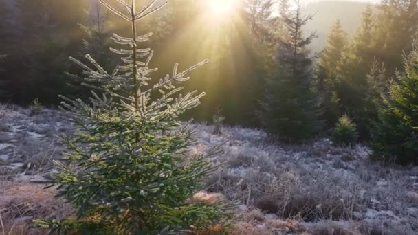 Ηλιόλουστο δάσος νωρίς το πρωί. Ο ήλιος διαπερνά τα κλαδιά του έλατου, σχηματίζοντας όμορφες ακτίνες στον αέρα. Χόρτο καλυμμένο με πάγο — Αρχείο Βίντεο