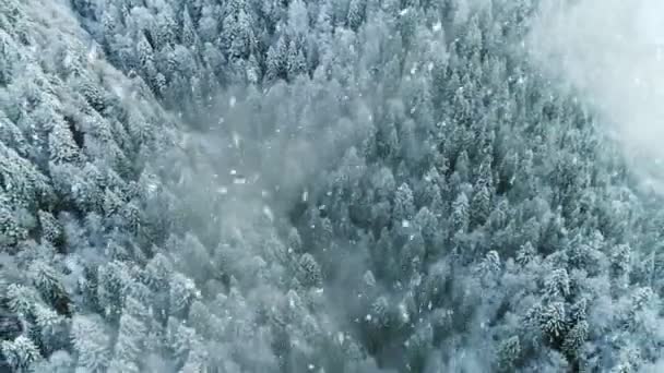 Vliegen over het winterbos in de sneeuw. Echte sneeuwstorm in de winter. Luchtfoto 's. UHD, 4K — Stockvideo