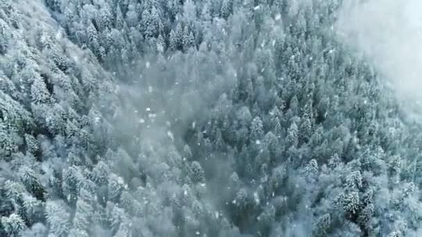 Volando sobre el bosque de invierno en la nieve. Una verdadera tormenta de nieve en invierno. Vista aérea. — Vídeo de stock