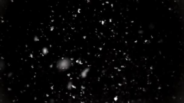 Zeitlupenaufnahme von echtem Schnee vor schwarzem Hintergrund. Flauschige natürliche Schneeflocken fallen langsam herunter. Isoliert auf schwarz. Winterlicher Hintergrund — Stockvideo