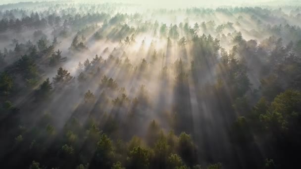 Політ над туманним лісом, щоб зустрітися зі світанком. Густий туман огортає сосновий ліс і теплі промені сонця прориваються крізь нього. Повітряний HDR постріл — стокове відео