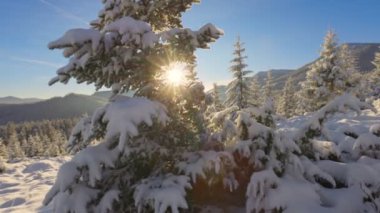 Dağlardaki güzel kış manzarası. Batan güneş köknar ağacının karla kaplı dallarını delip geçer. Zemin ve ağaçlar kalın, yumuşak kar tabakalarıyla kaplı. Harika bir yer.