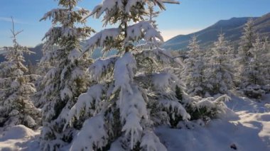 Muhteşem kış manzarası. Kamera, tüylü karla kaplı köknar ağaçları boyunca hareket ediyor. Dağın arkasından doğan güneş ağaçların dallarını delip geçer. Kış hikayesi. Harika bir yer.