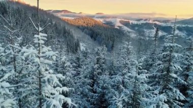 Karların üzerinde uçmak kış ağaçlarını kapladı. Gün doğumunda Alp manzarası. Gökyüzü ve dağlar sabah güneşiyle aydınlanır, parlak renkler. Kış ormanı geçmişi. UHD