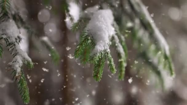 冬の森では雪がモミの木の枝を覆っていた。雪片はゆっくりと木の枝を飛んで地面に落ちます。ボケとスローモーション冬のコンセプト,冬の自然背景. — ストック動画