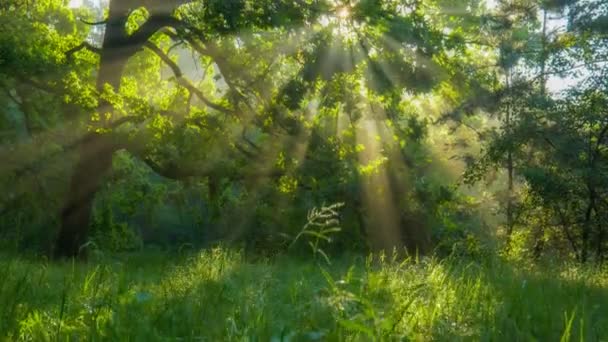 Jasná zeleň v jarním lese. Slunce proniká zelenými dubovými listy a osvětluje trávu a les. Gimbal HDR přírodní výstřel, 4K — Stock video