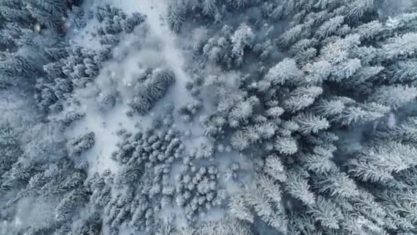 Luftaufnahme des Winterwaldes mit weißen, schneebedeckten Bäumen. Schneefall. Herrliche Winterlandschaft im Wald. Große Schneeflocken fallen auf den Boden und Äste. UHD — Stockvideo