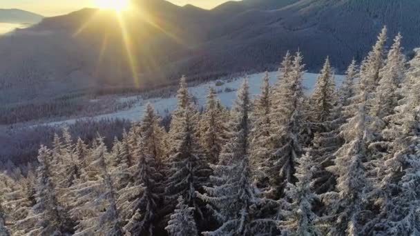 Kış ormanlarının ve karların hava görüntüleri dağlardaki kış ağaçlarını kapladı. Sabah güneşi dağın arkasından çıkar ve donmuş köknar ağaçlarını aydınlatır. Dağlarda harika bir kış günü, UHD — Stok video