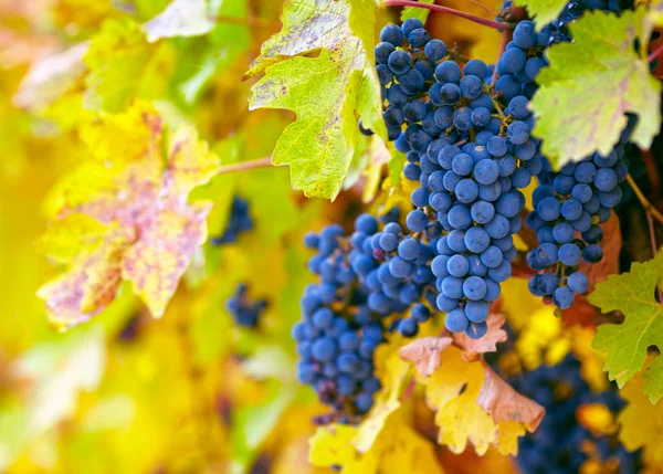 Branch of red wine grapes — Stock Photo, Image