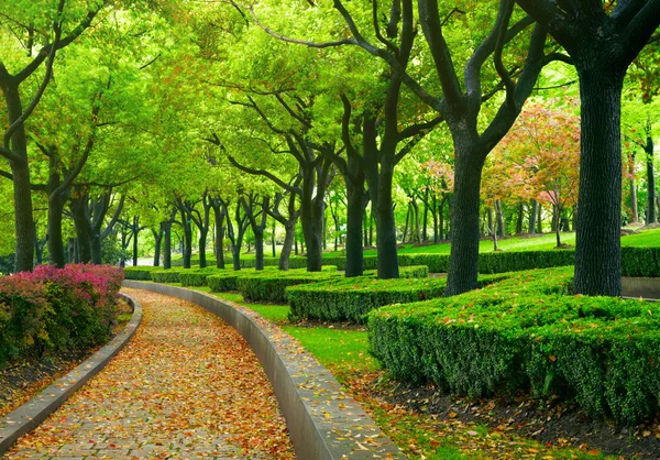 Grüner Stadtpark — Stockfoto