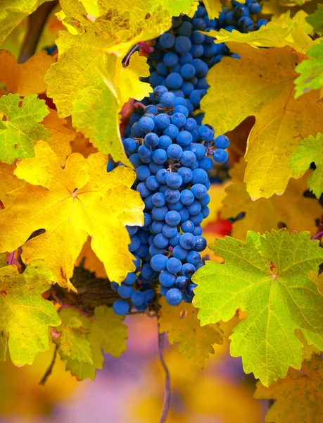 Branch of red wine grapes — Stock Photo, Image