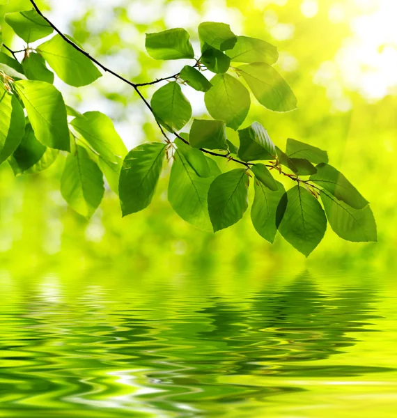 Green leaves background — Stock Photo, Image