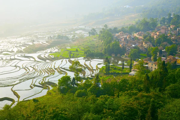 Rice terraces — Stock Photo, Image