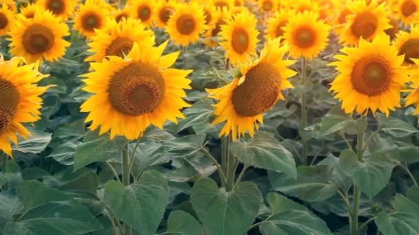 Champ de tournesols. Tourné avec curseur motorisé 