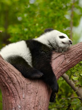 Sleeping giant panda baby clipart