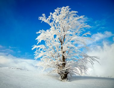 Kış alan ve mavi gökyüzü donmuş ağacı