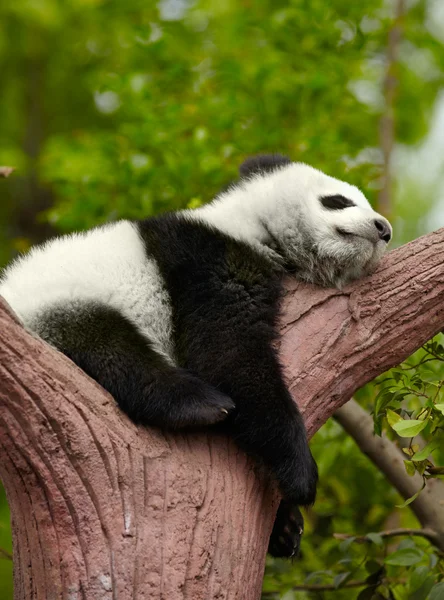 Sleeping giant panda baby — Stockfoto