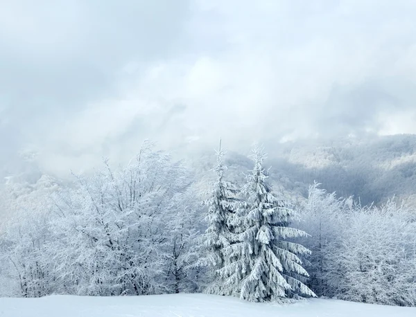 Frost på träd på vintern — Stockfoto