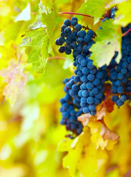 Branch of red wine grapes — Stock Photo, Image