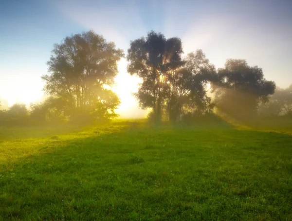 霧の medow susrise で — ストック写真