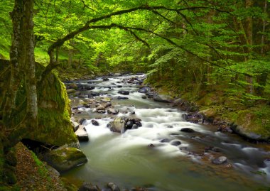 Ormandaki Dağ Nehri