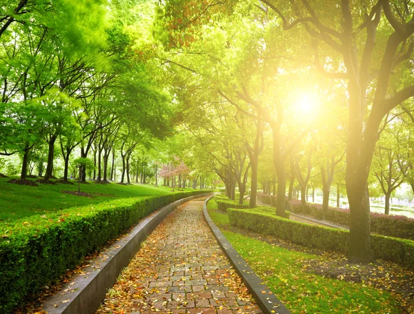 Grüner Stadtpark — Stockfoto