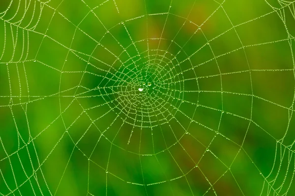 Telaraña con fondo de gotas de agua — Foto de Stock