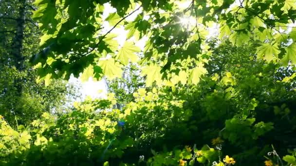 De zon breekt door groene bladeren. geschoten met gemotoriseerde schuifregelaar — Stockvideo