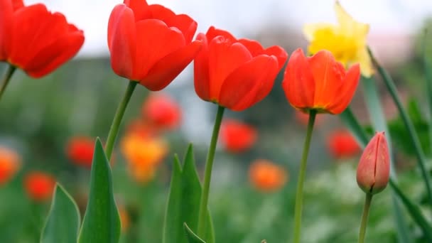 Des tulipes rouges dans le jardin. Caméra coulissante 