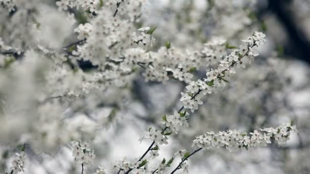 Třešňové květy na jaře. Posuvné fotoaparát — Stock video