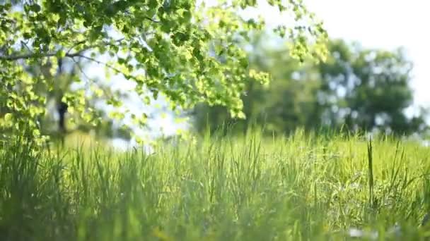 Zomer park. groen gras, bladeren en zonnestralen. geschoten met gemotoriseerde schuifregelaar — Stockvideo