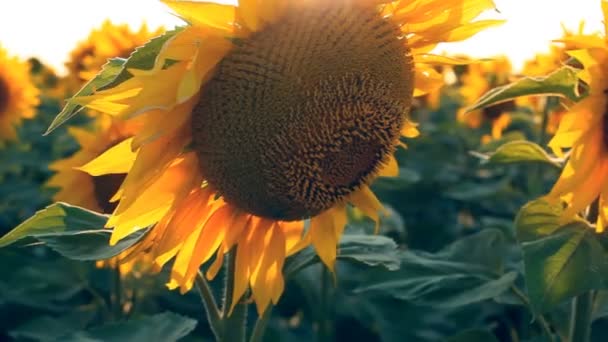 Zonnebloemen veld. Geschoten met gemotoriseerde schuifregelaar — Stockvideo