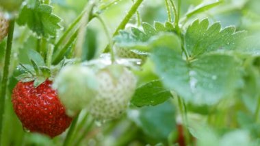Çilek meyve dalı ile çiğ olarak. Motorlu slider ile vurdu. UHD, 4k