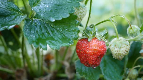 Strawberry frukter på grenen med morgondagg. Skjuten med motoriserade reglage. Uhd, 4k — Stockvideo