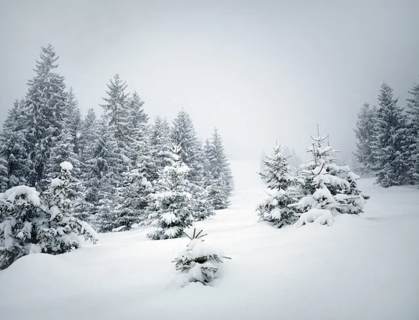 Alberi invernali — Foto Stock