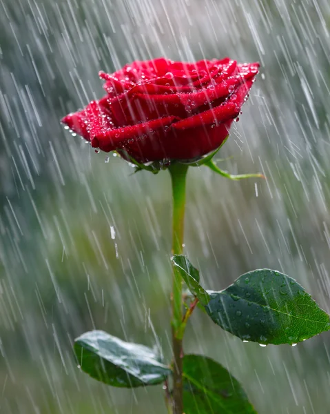 红玫瑰进了雨中 — 图库照片