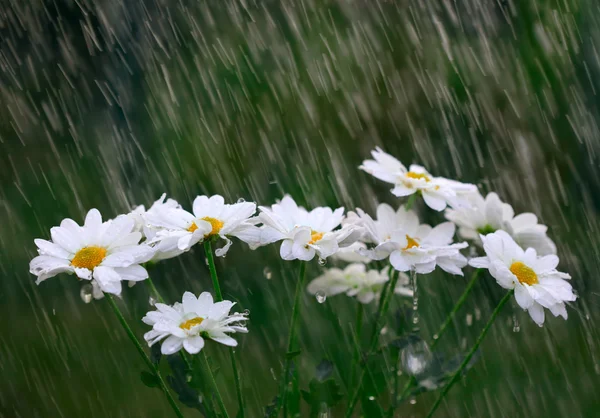 White madeliefjes in de regen — Stockfoto