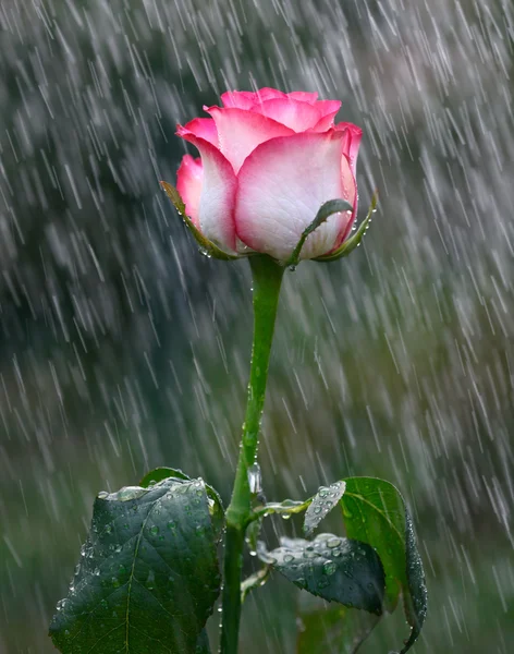 Pink and white rose into the rain — Stock Photo, Image