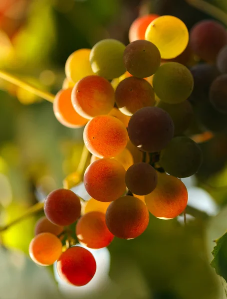 Uvas rojas en las luces del atardecer. DOF poco profundo —  Fotos de Stock