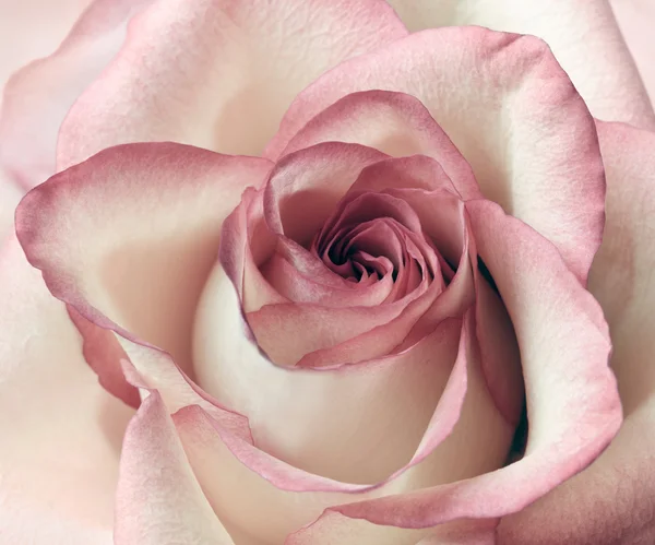 粉色和白色的玫瑰背景 — 图库照片