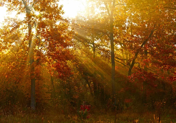 Sunlights in autumn forest — Stock Photo, Image