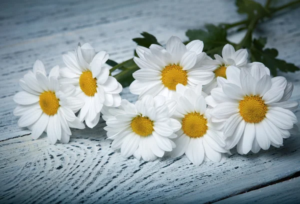 Daisy flowers on wooden background — Stock Photo, Image