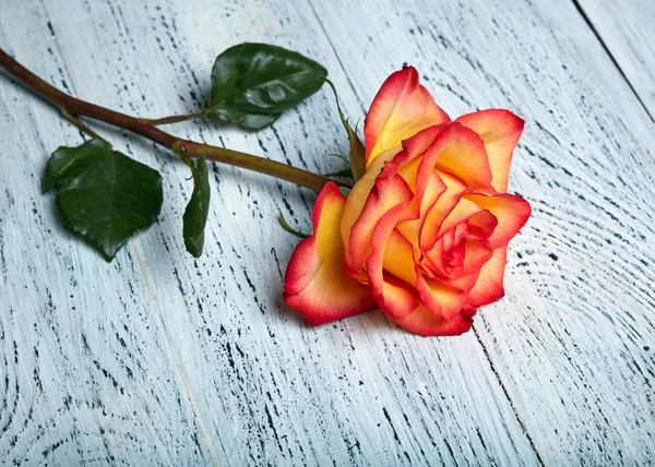 Rosa vermelha no fundo de madeira — Fotografia de Stock