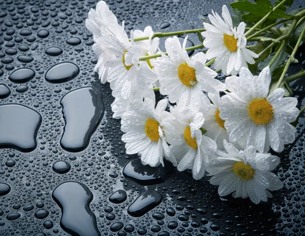 Marguerites blanches sur fond noir avec des gouttes d'eau — Photo