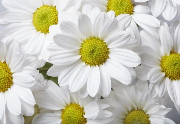 Chamomile background — Stock Photo, Image