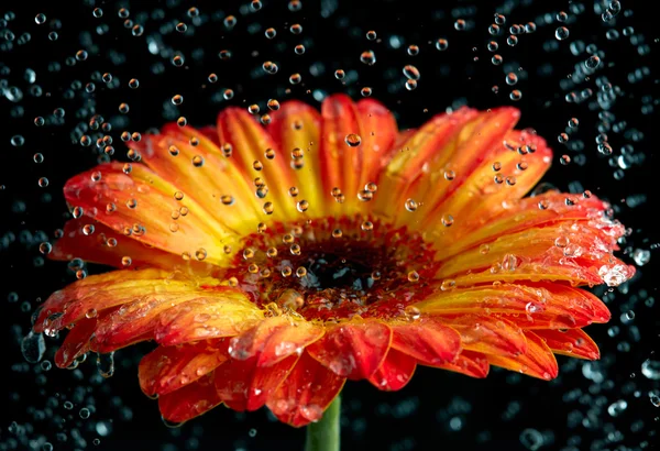 Oranžová gerbera s kapkami deště — Stock fotografie