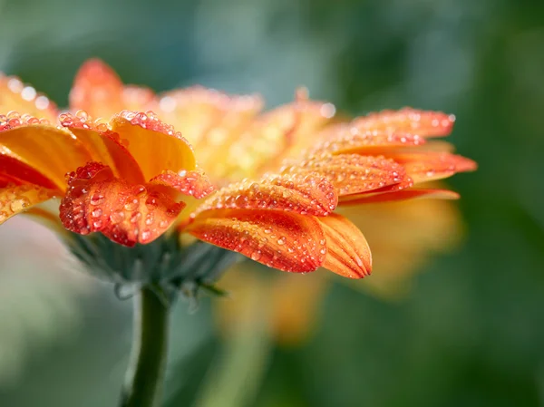 Flor de la gerbera daisy naranja con gotas sobre fondo verde — Foto de Stock