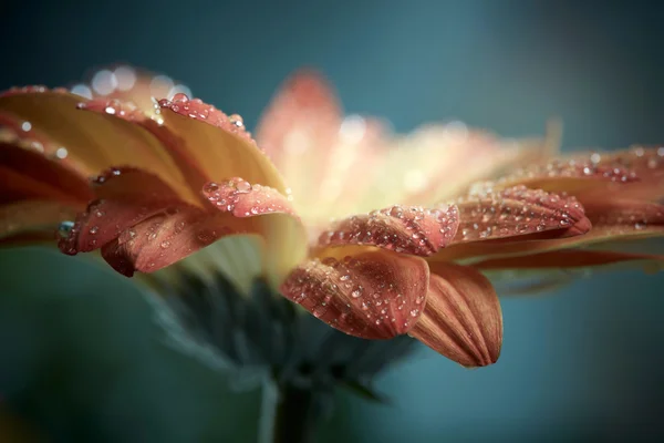 Laranja flor de gerbera margarida com gotas de água. Tonelada estilo Instagram — Fotografia de Stock